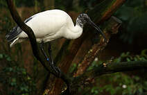 Ibis malgache