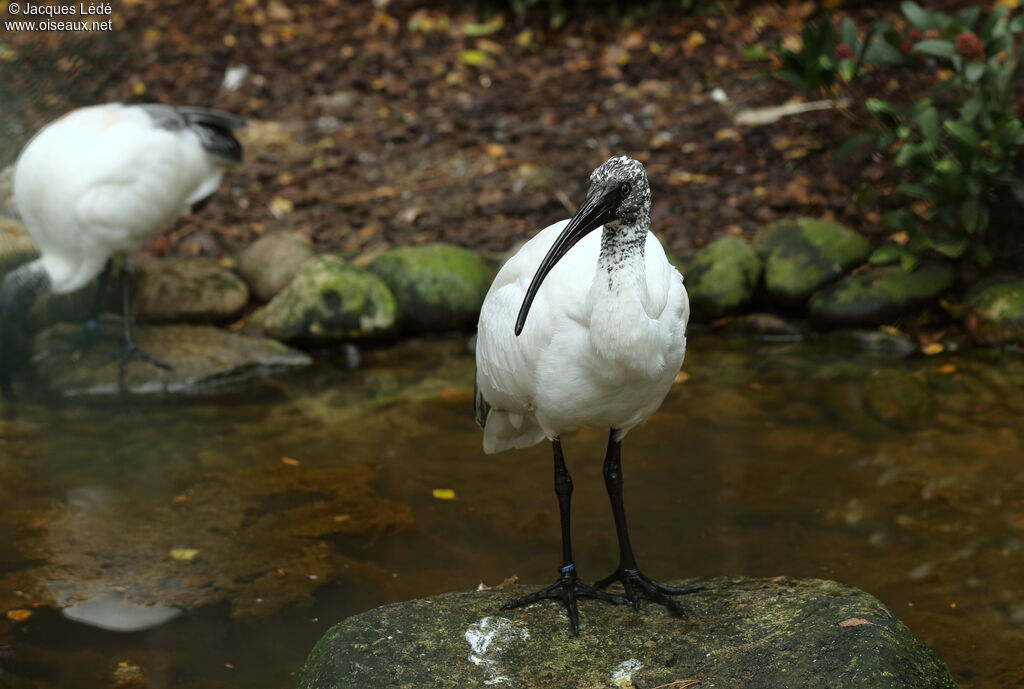 Malagasy Sacred Ibis