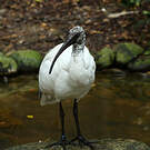 Ibis malgache