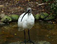 Malagasy Sacred Ibis