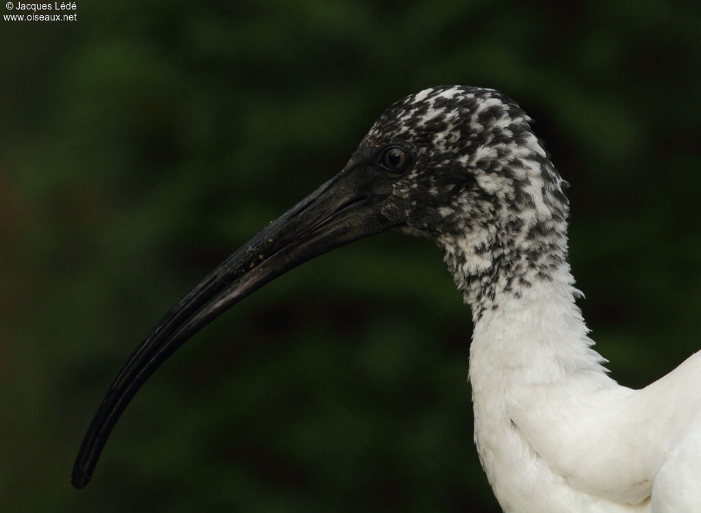 Malagasy Sacred Ibis