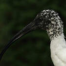 Ibis malgache