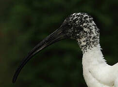 Malagasy Sacred Ibis