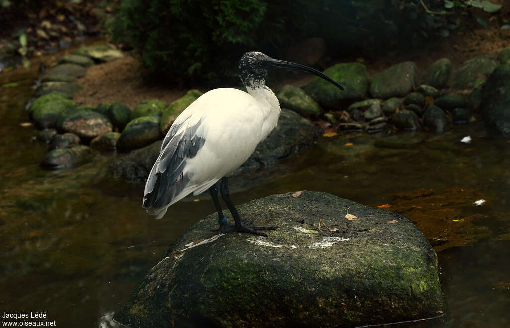 Malagasy Sacred Ibis