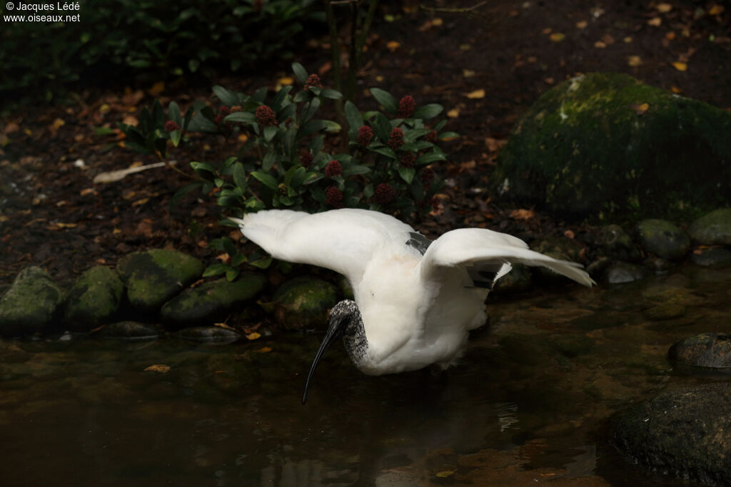 Malagasy Sacred Ibis