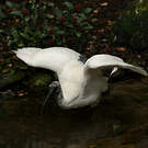 Ibis malgache