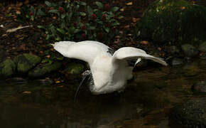 Malagasy Sacred Ibis