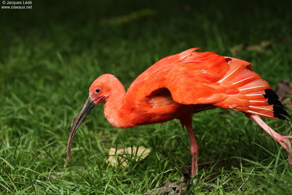 Ibis rouge