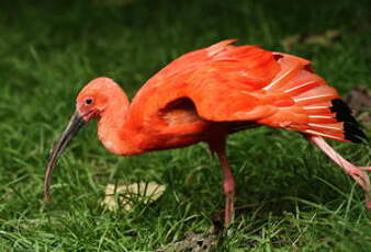 Ibis rouge