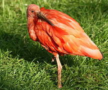 Ibis rouge