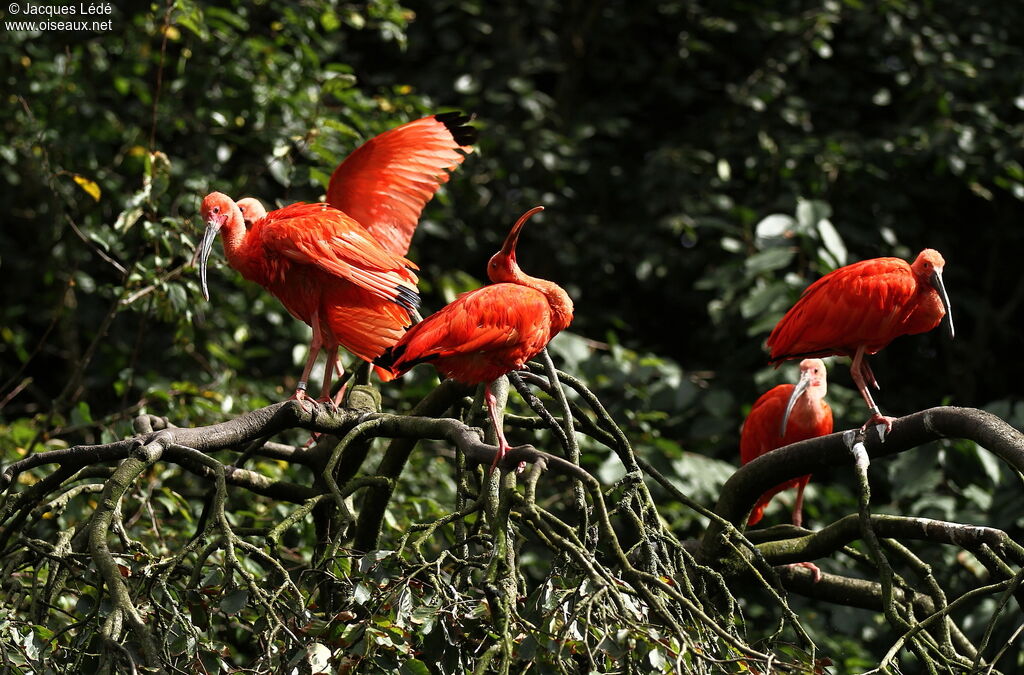 Scarlet Ibis