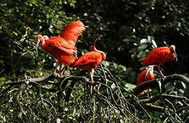 Scarlet Ibis