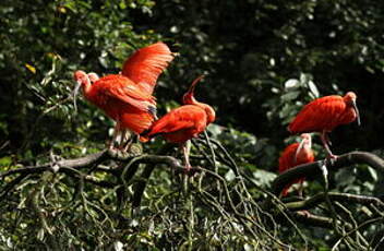 Ibis rouge