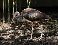 Ibis rouge