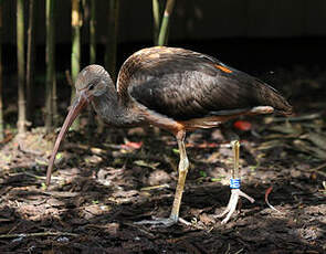 Ibis rouge