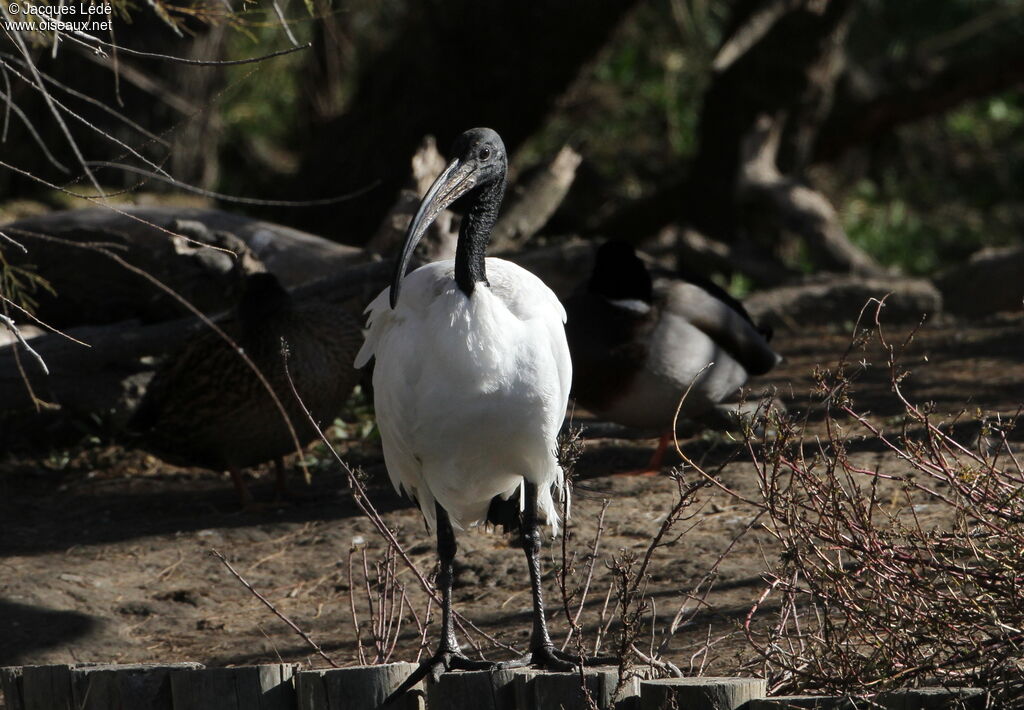 African Sacred Ibis