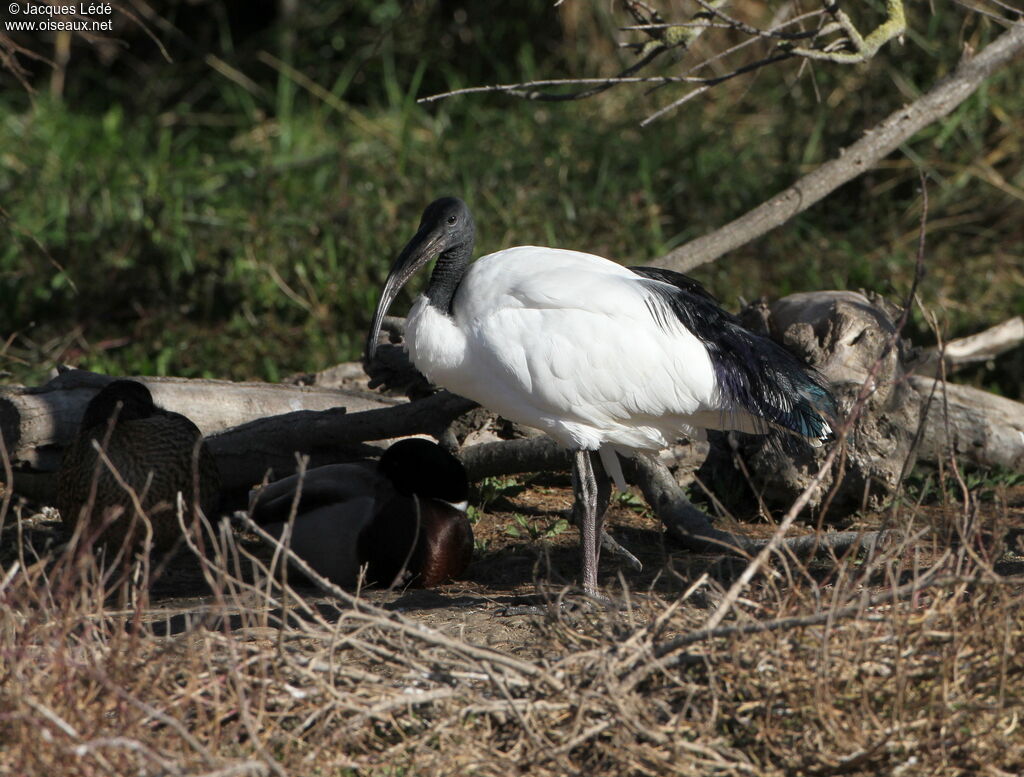 African Sacred Ibis