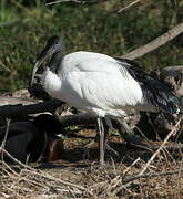 African Sacred Ibis