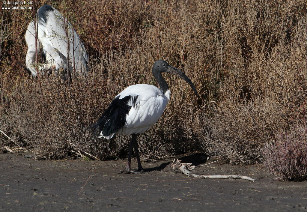 African Sacred Ibis