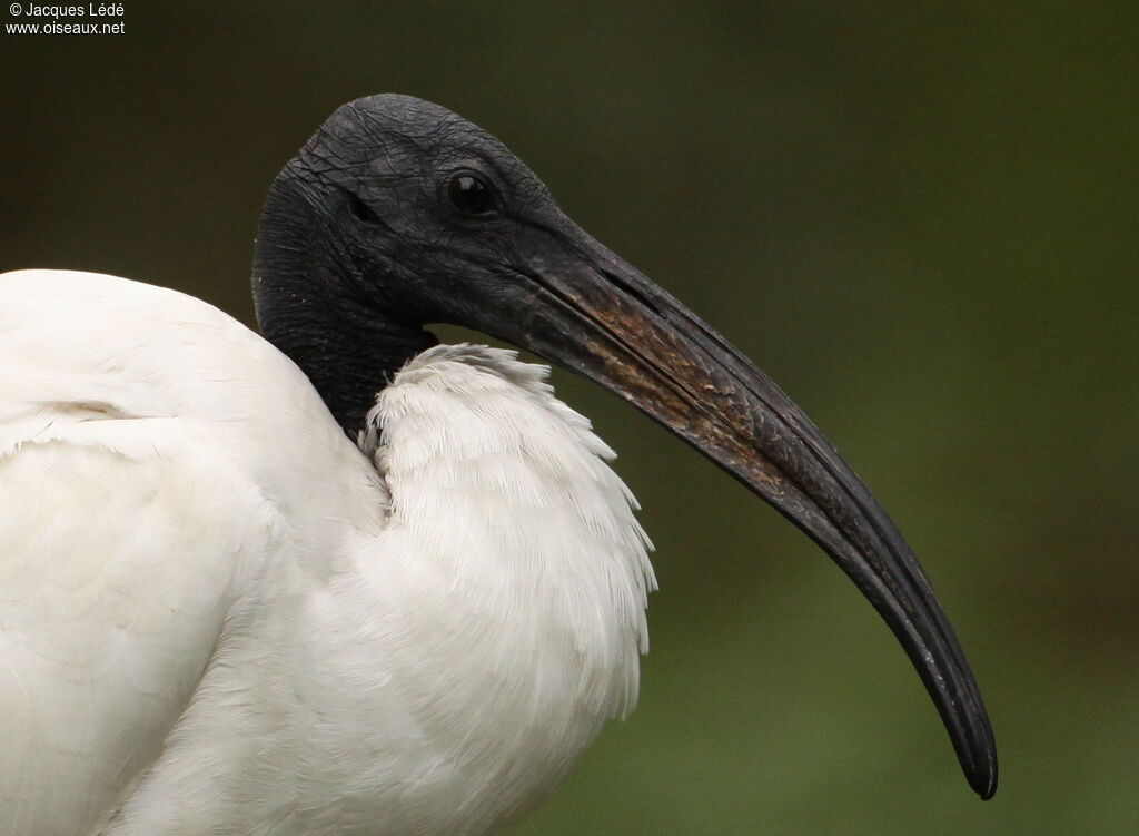 African Sacred Ibis