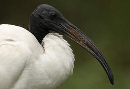 African Sacred Ibis