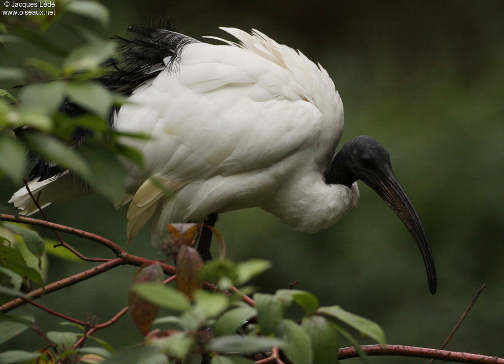 African Sacred Ibis