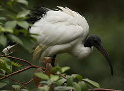 African Sacred Ibis