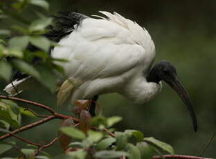 Ibis sacré