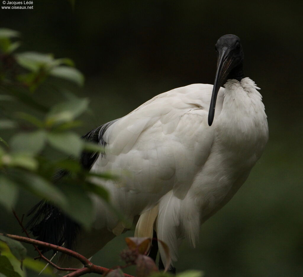 African Sacred Ibis