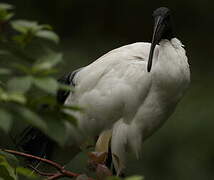 African Sacred Ibis