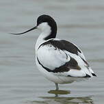 Avocette élégante