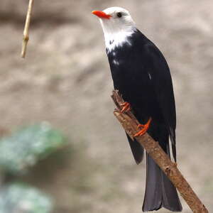 Bulbul à tête blanche