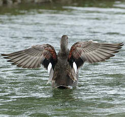 Canard chipeau