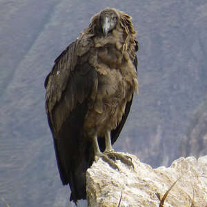 Condor des Andes