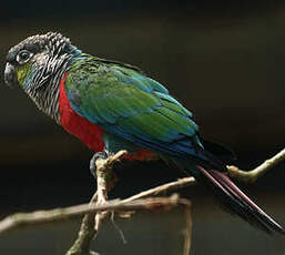 Conure à ventre rouge