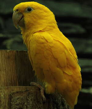 Conure dorée