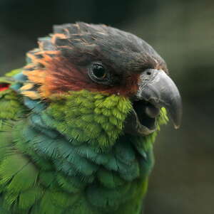 Conure tiriba