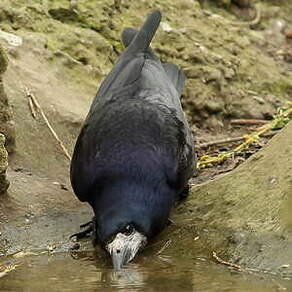 Corbeau freux