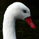 Coscoroba blanc