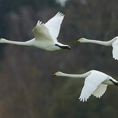 Cygne chanteur