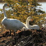 Cygne chanteur