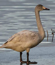 Cygne de Bewick