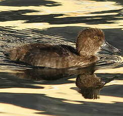 Fuligule morillon