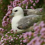 Fulmar boréal