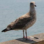 Goéland d'Audubon
