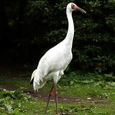 Grue de Sibérie