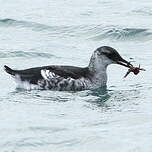 Guillemot à miroir