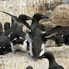 Guillemot de Brünnich