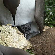 Guillemot de Troïl