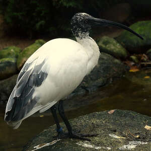 Ibis malgache